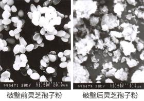 普莱申超微粉碎机，灵芝孢子粉破壁率超95%，撬动了灵芝市场